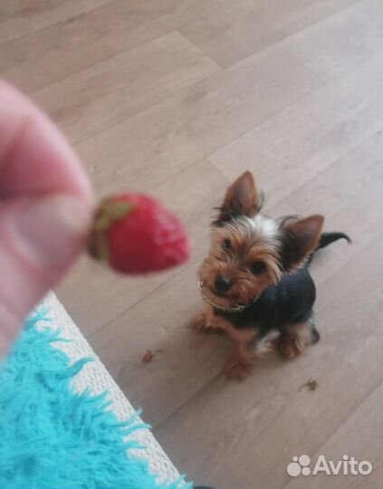 Йоркширский терьер щенки
