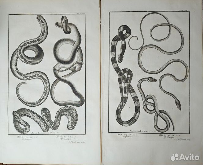 13 Больших Антикварных гравюр Змеи 1731 Швейцария
