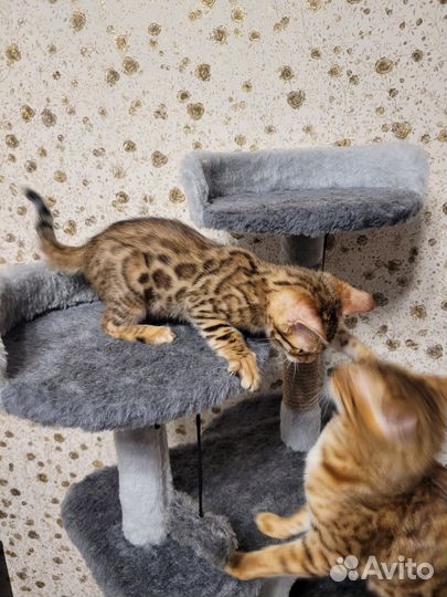 Бенгальская кошка