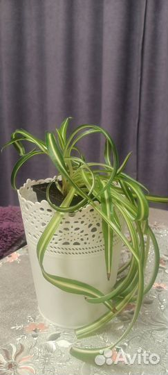 Домашние цветы Разные