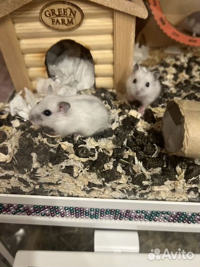 Джунгарский хомяк маленький