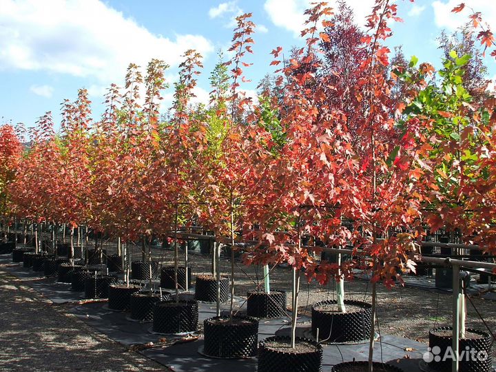 Саженцы в ассортимент,дуб,клен,платан,можжевельник