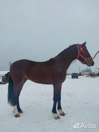 Жеребец орловской рысистой породы