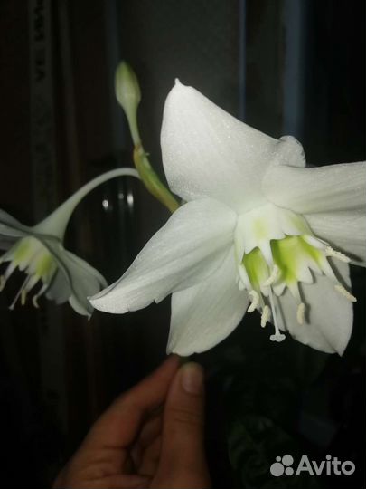 Эухарис амазонская лилия