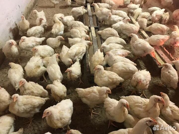 Птица бройлеров