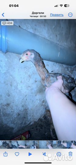 Байцовый цыплята