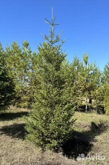 Ель сибирская