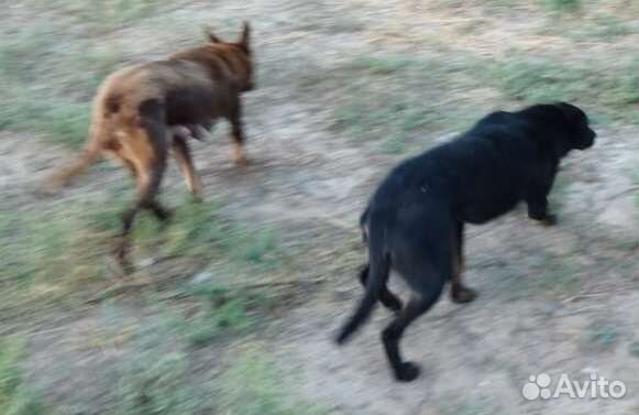 Австралийская овчарка - келпи