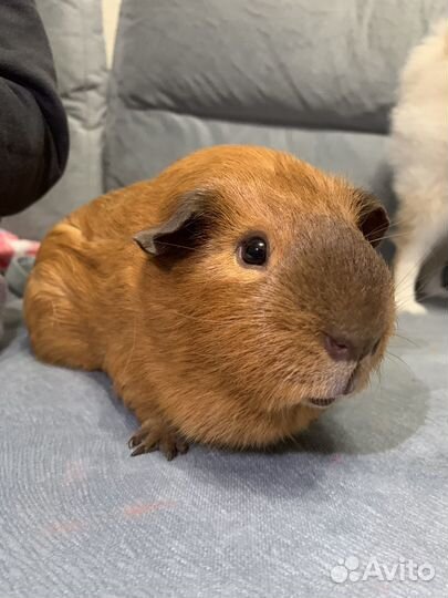 Морская свинка селф