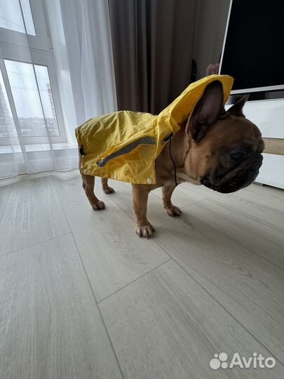 Плащ для собаки