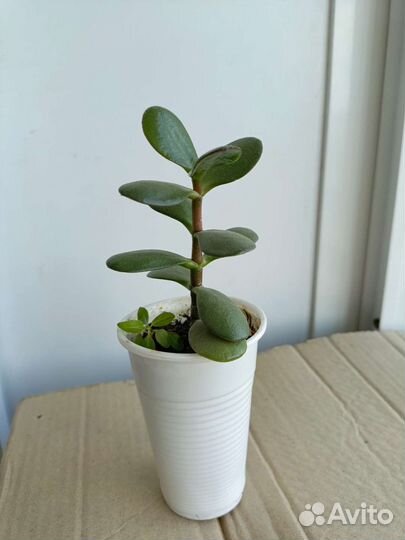 Толстянка или денежное дерево