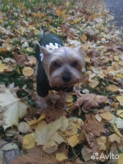 Йоркширский терьер вязка