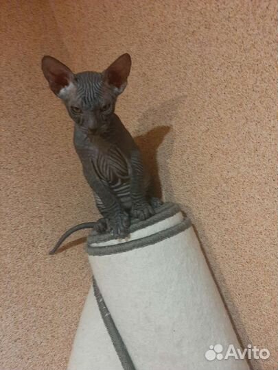 Котики