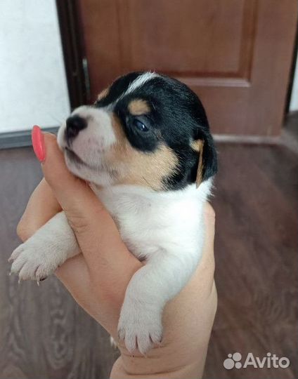 Щенки джек Рассел терьер