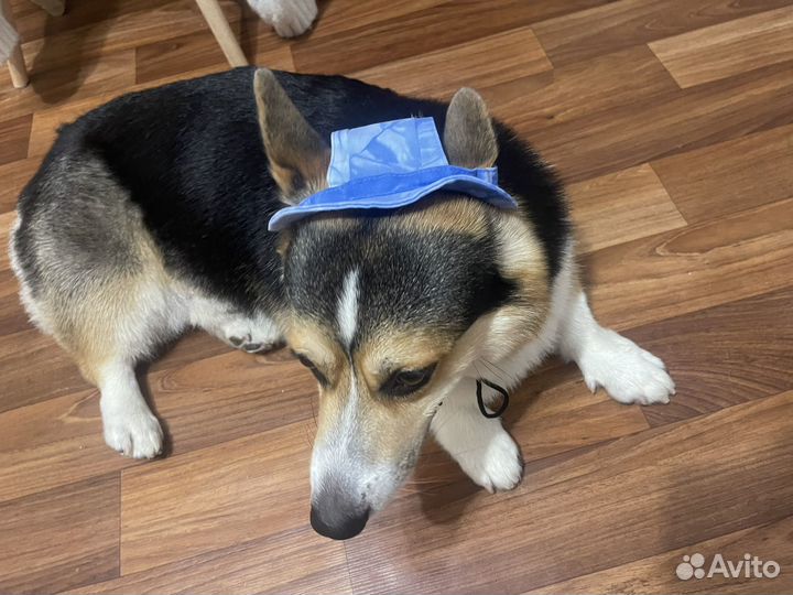 Шляпка для корги