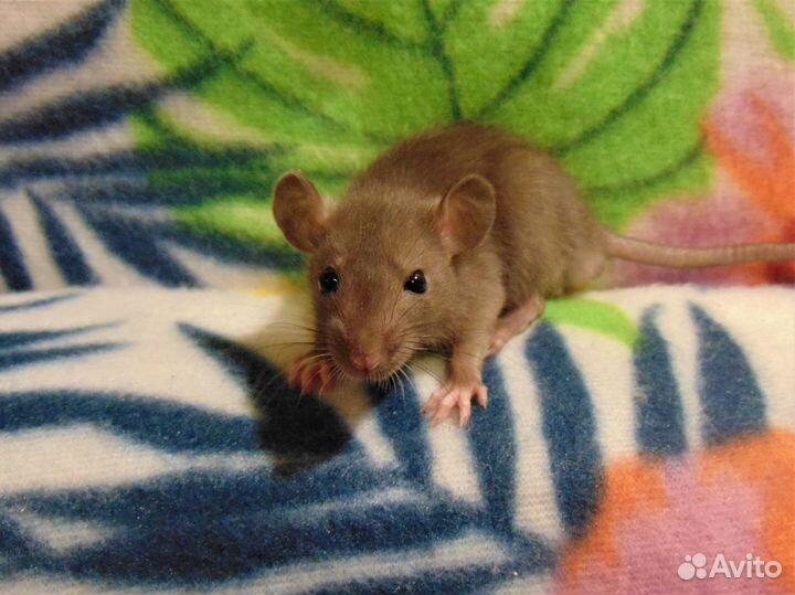 Крысята - дамбо, микки - маусы, клетки