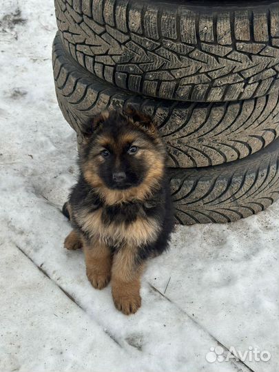 Немецкая овчарка в добрые руки