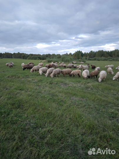 Продам баранины овцы