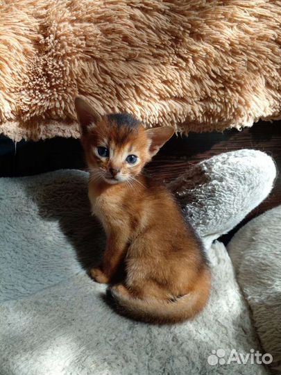 Абиссинская кошка