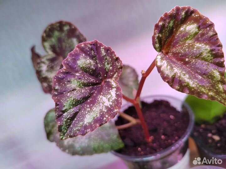 Бегония декоративно лиственная