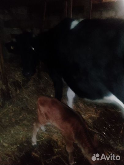 Корова и тëлочка