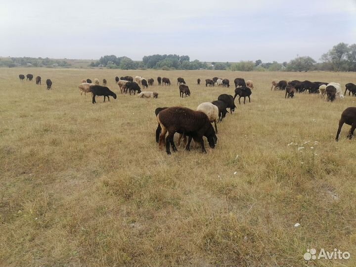 Овцы бараны ярки