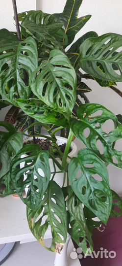 Крассула голум, комнатные растения