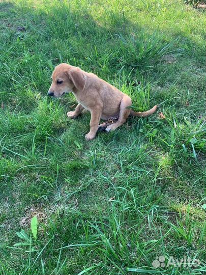 Помогите малышам