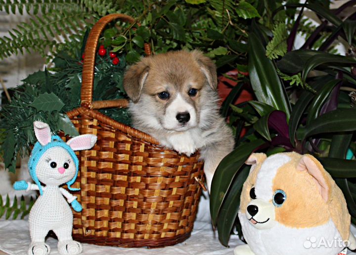 Щенки корги