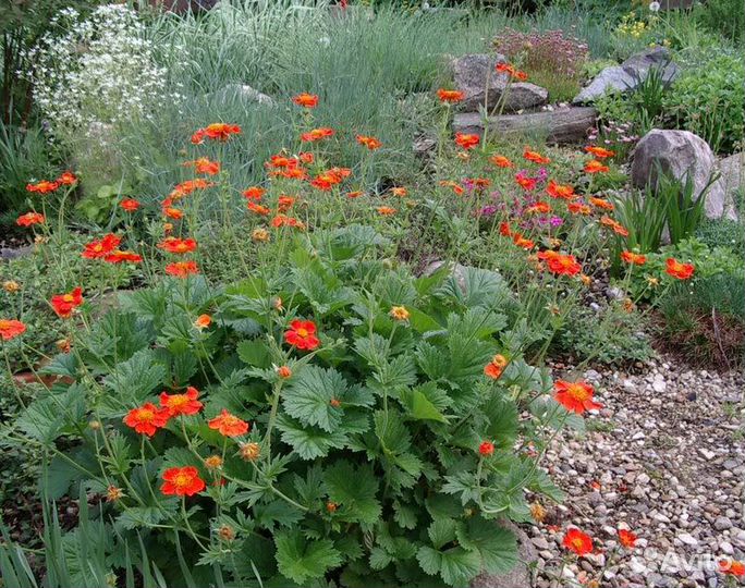 Гравилат многолетний