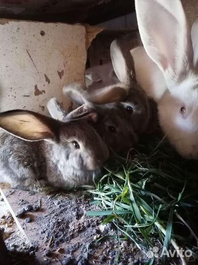 Кролики французский баран и Ризен