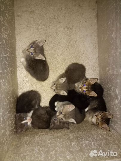 Котята в добрые руки