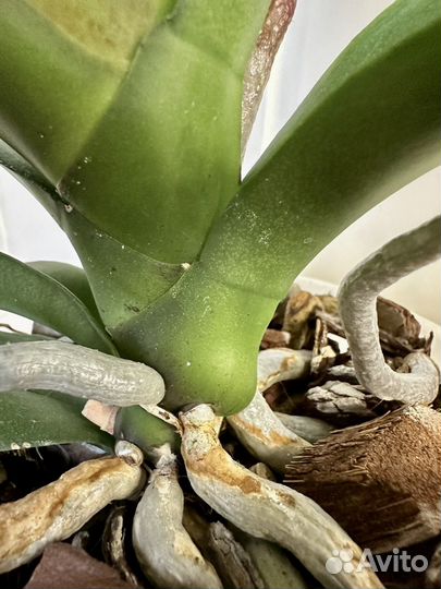 Орхидея фаленопсис