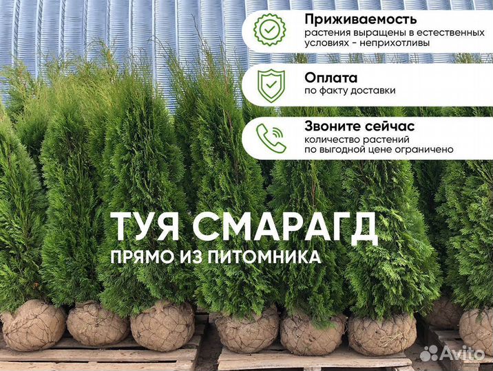 Туя Смарагд 130см от 15шт. Доставка