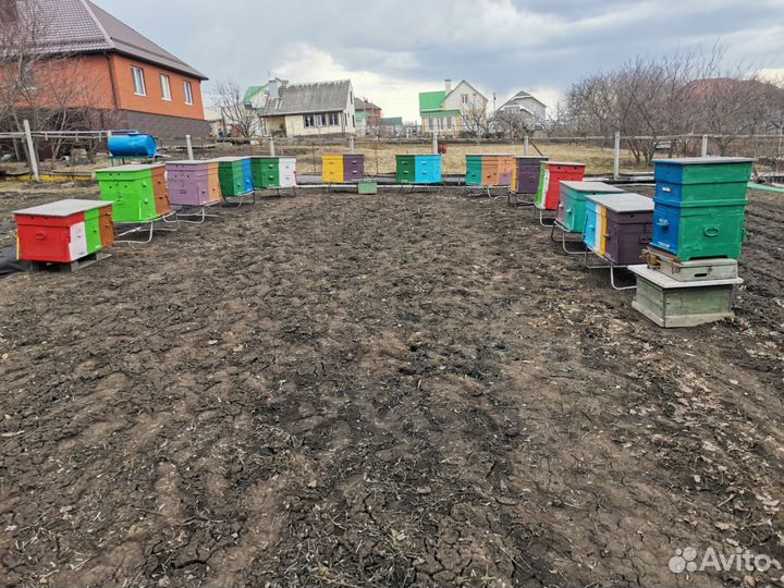 Продам пасеку