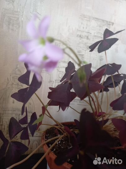 Кислица (оксалис)