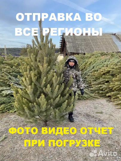 Сосны елки живые оптом