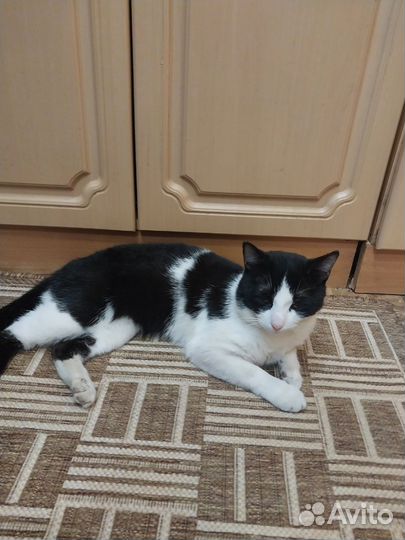 Котик в дар