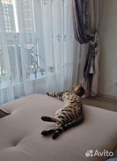 Котенок Бенгал