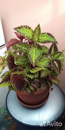 Колеусы 7 сортов