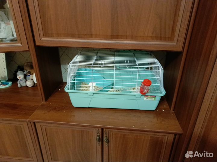 Декоративные кролики