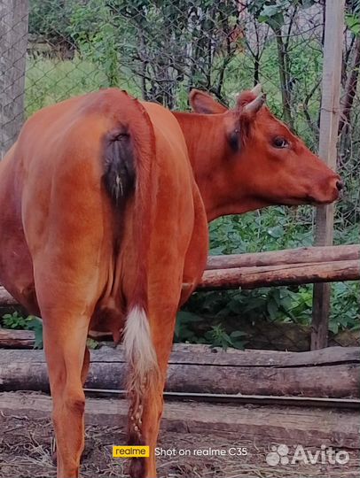Продам телку