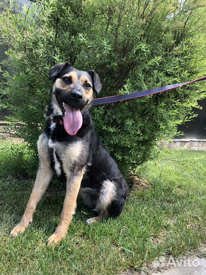 Собака бесплатно в добрые руки