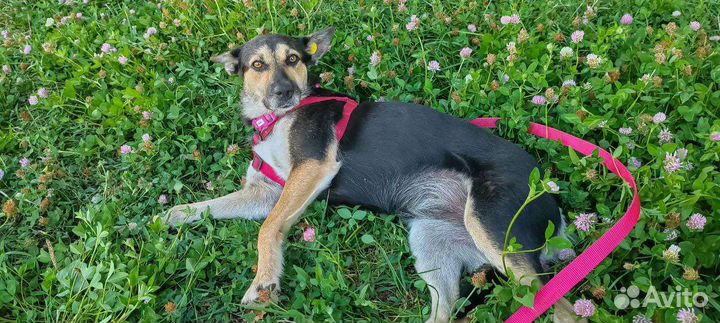 Собака в добрые руки