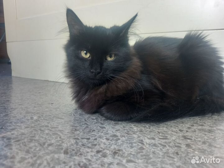 Котята подростки
