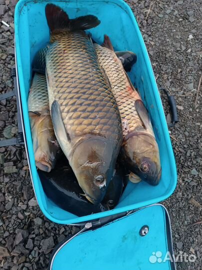Свежая рыба сазан