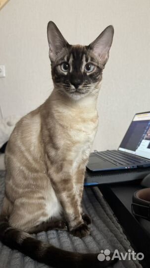 Бенгальский кот