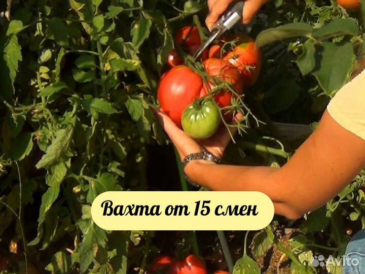 Сборщик овощей теплица. Работа вахтой в Калуге