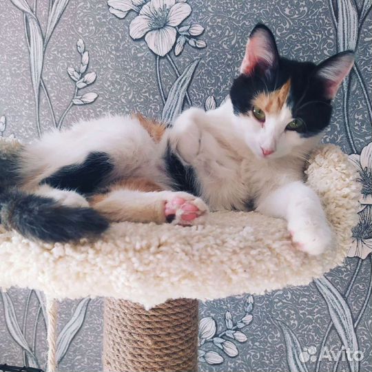 Кошка Алиса ищет дом