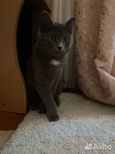 Русская голубая